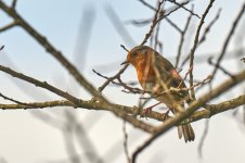 Petirrojo 2__A740715.jpg