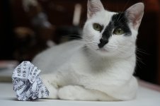 bolita en custodia.jpg