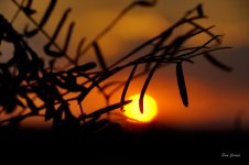 _DSC0695.JPG _DSC0695.JPG