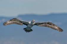 20260222-_MAC gepec f 0319F.jpg