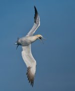 20260222-_MAC gepec f 0945F.jpg