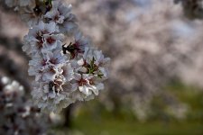 Tiempo de cerezas (1).jpg