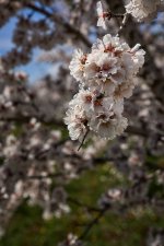 Tiempo de cerezas (2).jpg