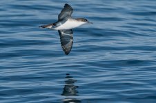 20260222-_MAC gepec f 1013F.jpg