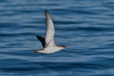 20260222-_MAC gepec f 1014F.jpg