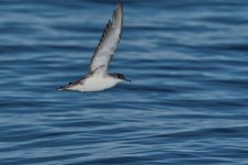 20260222-_MAC gepec f 1015F.jpg