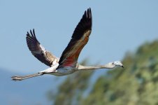 MAC aiguamolls 0952 (1)TF.jpg