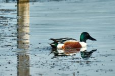 Pato Cuchara__A741255.jpg