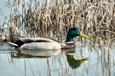 Pato Azulon__A741273 1.jpg