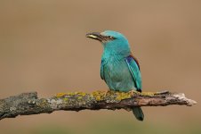 MAC carraca 2280F.jpg