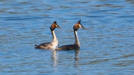 _APS9860_1920_Min F.jpeg