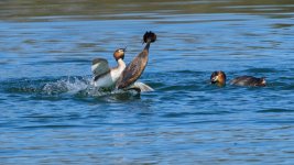 _APS9842_1920_Min F.jpeg