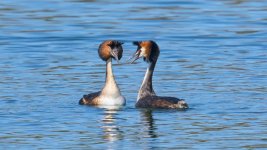 _APS9857_1920_Min F.jpeg