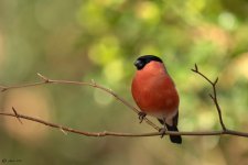 Camachuelo -25-02-2026-Foto  20.jpg