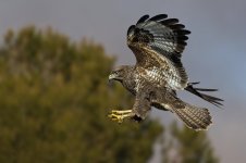 20251125-_MAC corb 0633FF.jpg