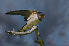 20250401-_MAC sa albufera 0137Xx.jpg