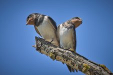 Golondrina__67A17_Golondrina ceba_2196.jpg