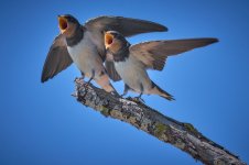 Golondrina__67A17_Golondrina ceba_2219.jpg