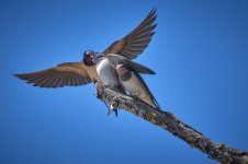 Golondrina__67A17_Golondrina ceba_2225.jpg