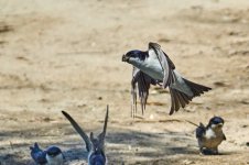 Golondrina__74A15_Golondrina charco_2078.jpg