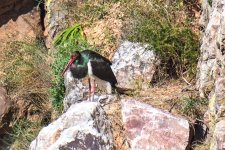 a_A7413_a Cigüeña Negra_1362.jpg