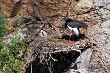 a_A7413_b CigÚeña Negra nido_1390.jpg