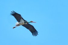 a_A7413_d Cigüeña N  vuelo_1537.jpg