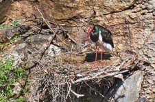 a_A7413_b CigÚeña Negra nido_1398.jpg