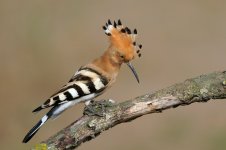 Abubilla - Puput.JPG