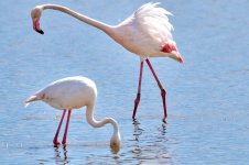 _67A16_Flamenco_2008 1.jpg