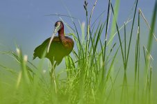 _A7419_Morito juncos_2689.jpg