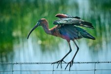 _A7416_Morito alambre_2312.jpg