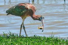 _67A17_Morito cangrejo_2176.jpg