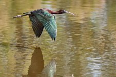 _A7419_Morito vuelo_2699.jpg