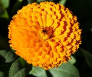 Calendula-2.jpg
