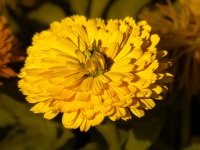 Calendula-3.jpg