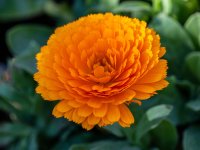 Calendula-1.jpg