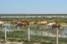 _67A16_Caballos_1974.jpg