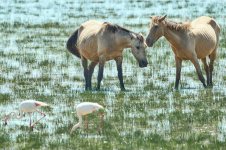 _74A15_Caballo Rociero_2150.jpg