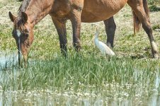 _A7416_Caballo_2230.jpg