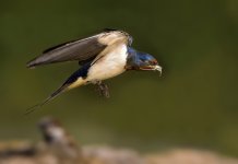 Golondrina .jpg