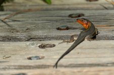 _A7419_Lagartija colorada_2581.jpg