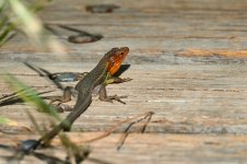 _A7419_Lagartija colorada_2574.jpg