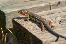 _A7419_Lagartija_2609.jpg