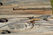 _A7419_Lagartija_2600.jpg