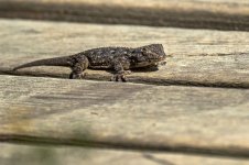 _A7418_Salamandra_2368.jpg