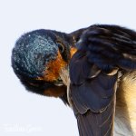 golondrina.jpg