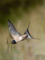 DSC04857.jpg