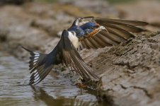 Golondrina - F.jpg