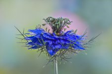 Nigella damascena .jpg